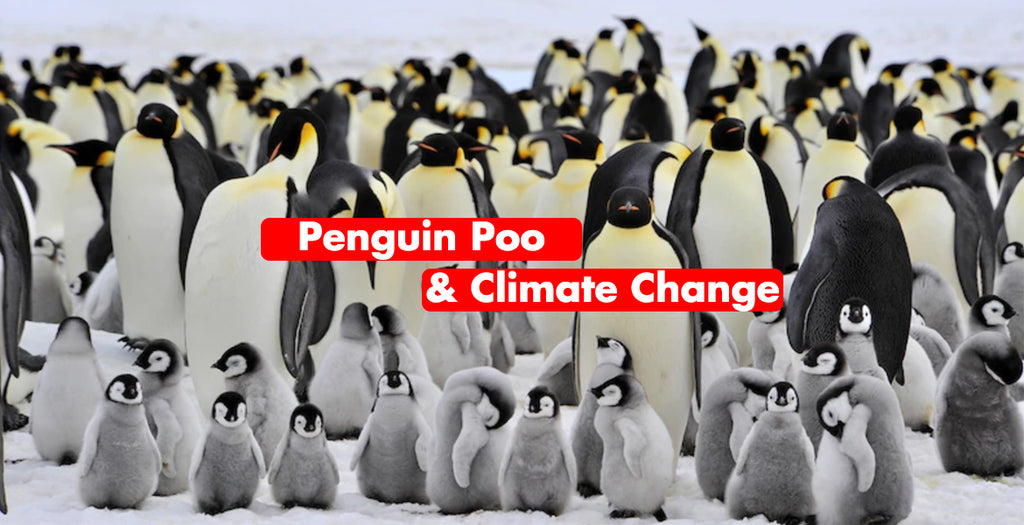 Can penguin poo tell the effects of climate change?