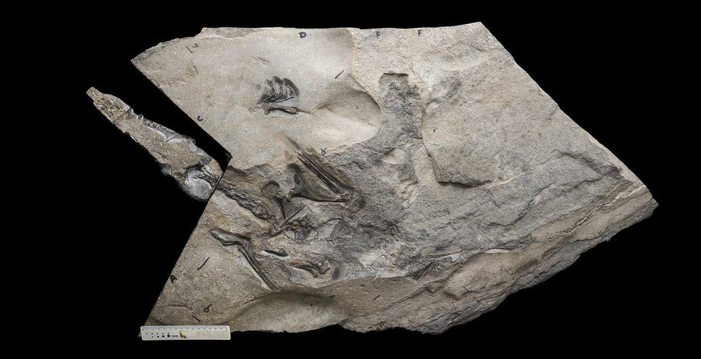 New dinosaur species - the world's largest Jurassic pterosaur