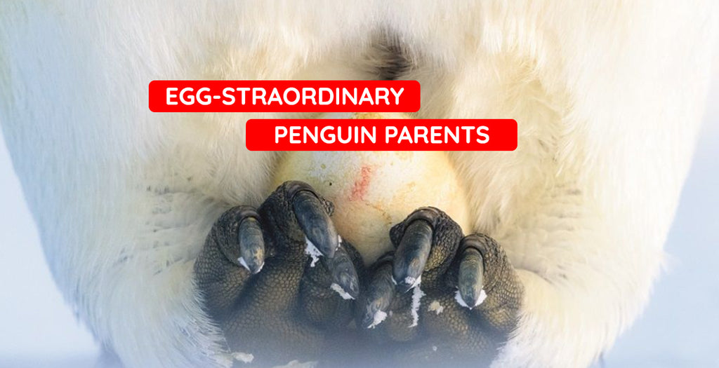 EGG-straordinary penguins and their eggs
